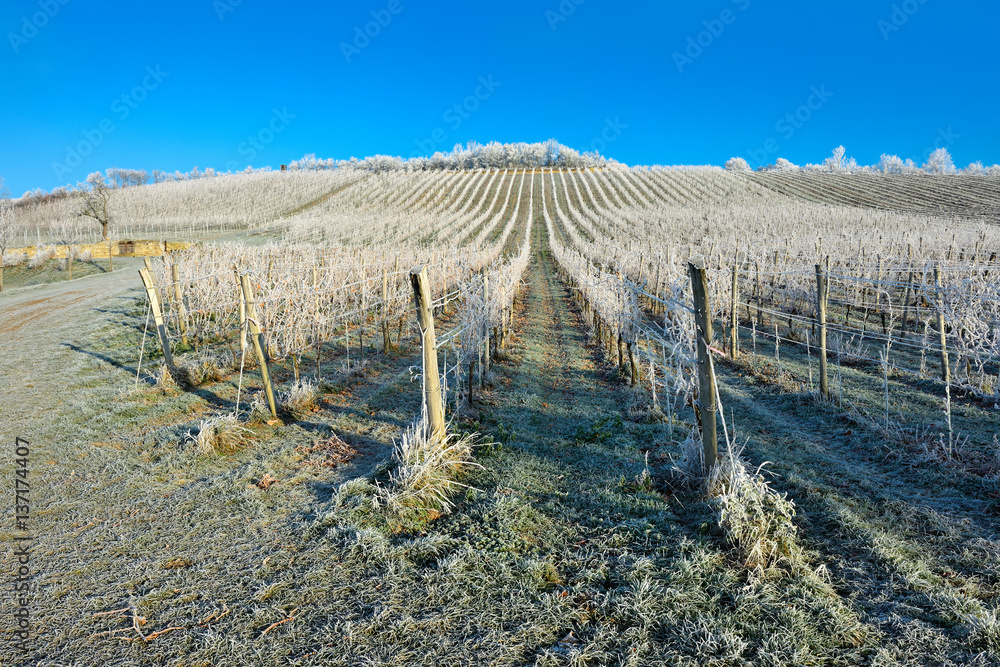 Fototapeta premium Weinberg im Winter, von Raureif bedeckt