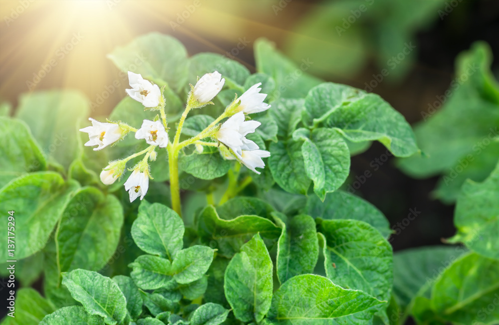 flowering potatoes white flowers in the spring flowering potatoes white flowers in the spring