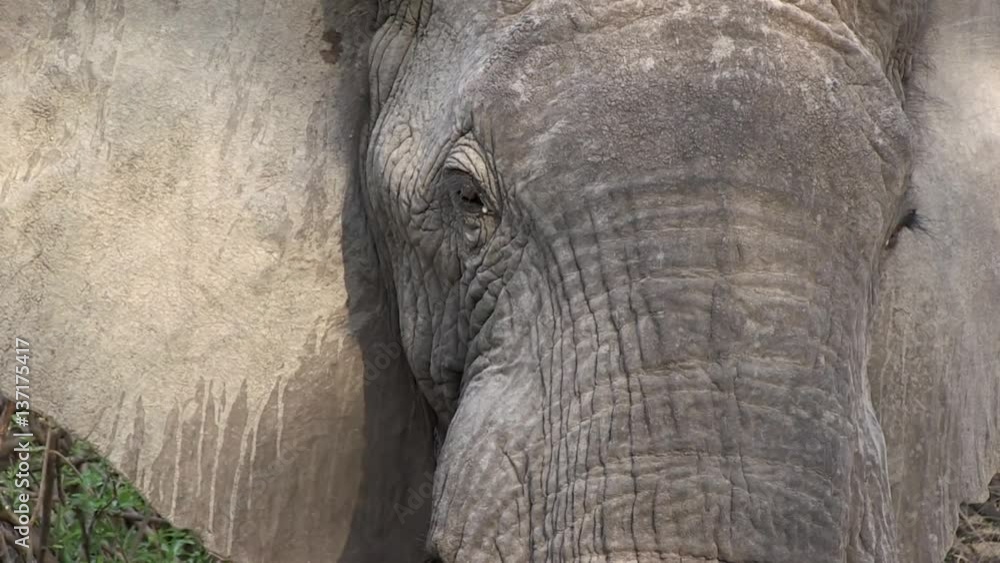 African Bush Elephant (Loxodonta africana) portrait. Tanzania African Bush Elephant (Loxodonta africana) portrait. Tanzania