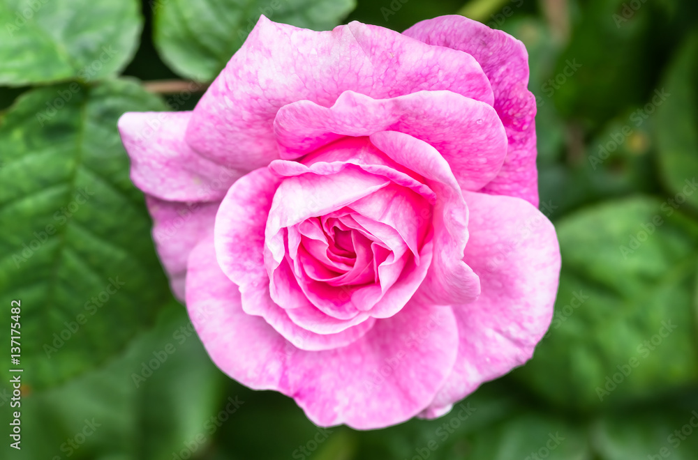 Pink roses in soft color, festive background