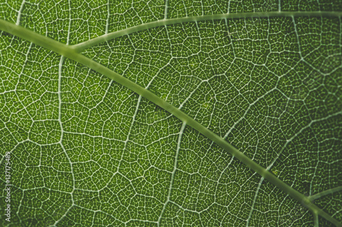 green grape leaves closeup, spring background