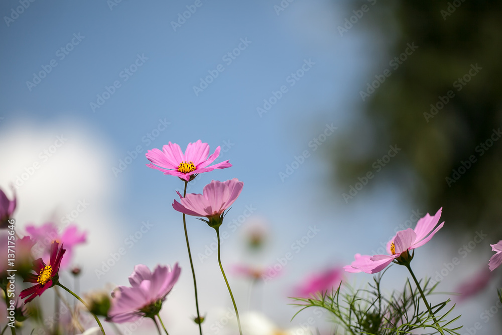 Cosmos flowers