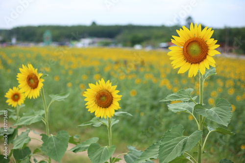 Sunflower