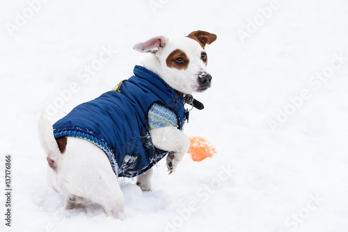 Fototapeta Naklejka Na Ścianę i Meble -  Cute dog wearing blue warm jacket on snow