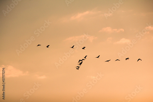 Seagulls flying over the sea,Thailand © siewwy84