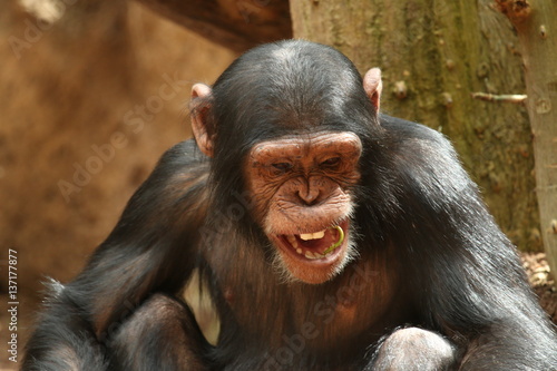 Schimpanse © xana69