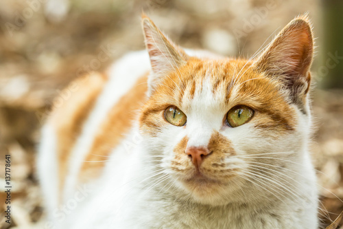 A lovely cat in outdoor © ABCDstock