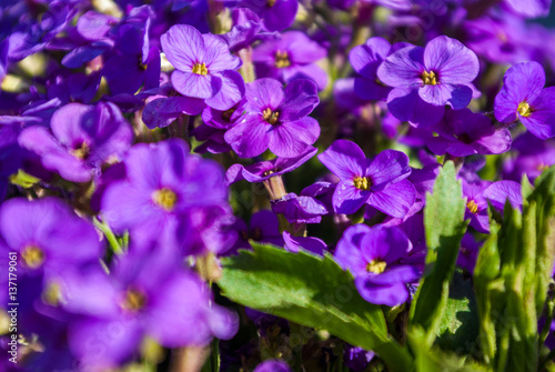 Purple flowers © romankrykh