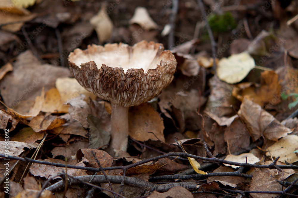 Fototapeta premium White russula in the autumn forest