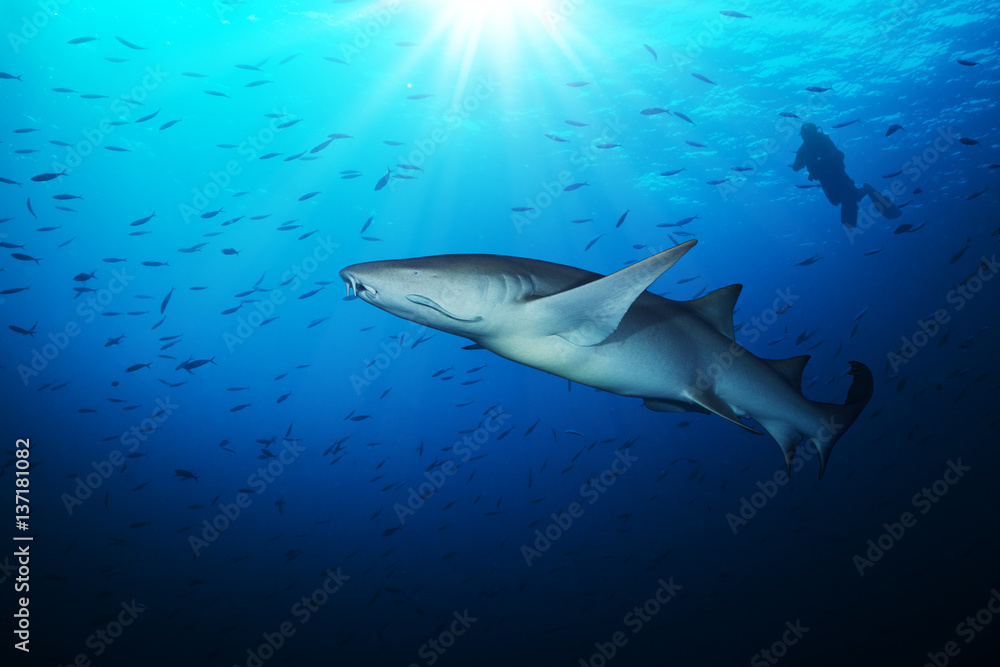 Bonnethead shark with silhouette of scuba diver