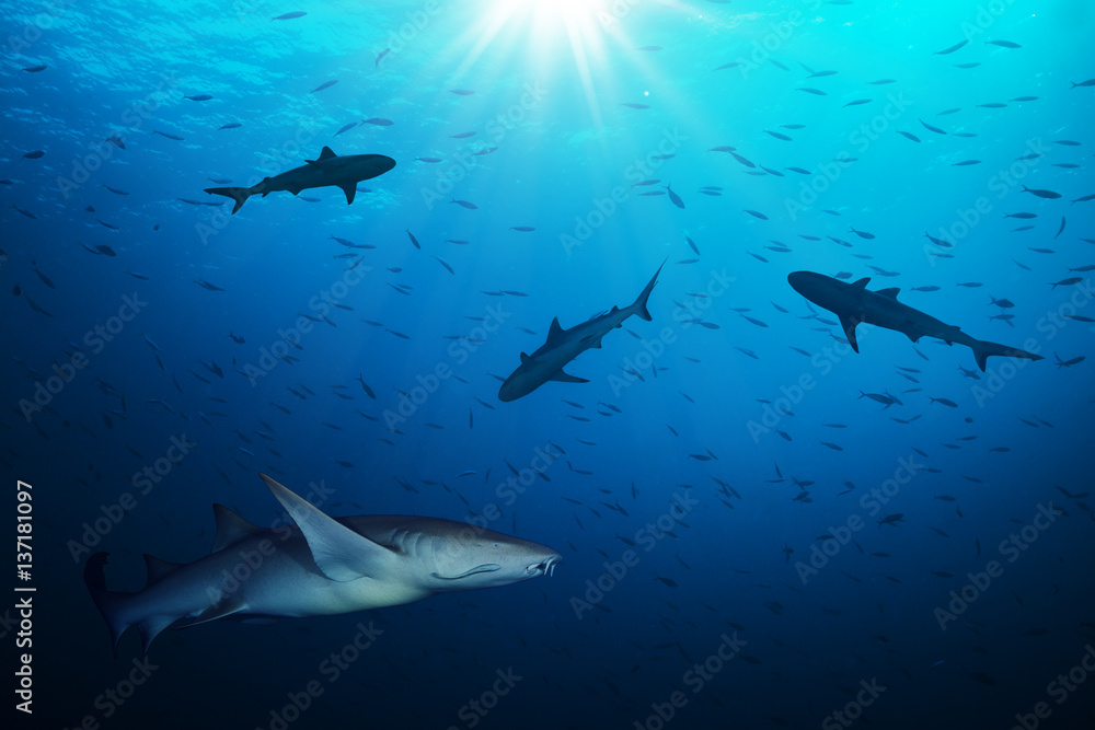 Obraz premium Grupa rekinów polujących na małe ryby