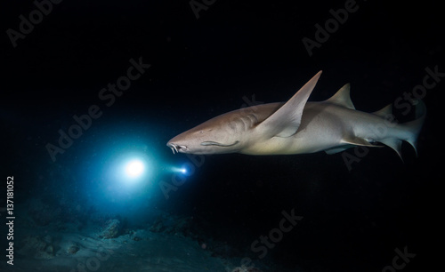 Bonnethead shark hunting at night © Jag_cz