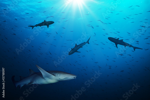 Group of sharks hunting smalls fish