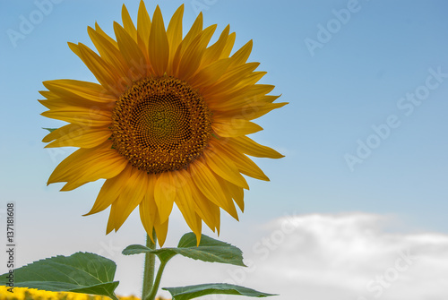 Sunflowers in field