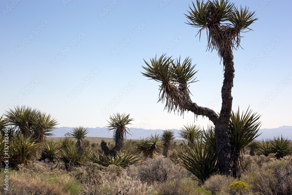 Joshua Tree Cactus, Mojave Desert California Joshua Tree Cactus, Mojave Desert California