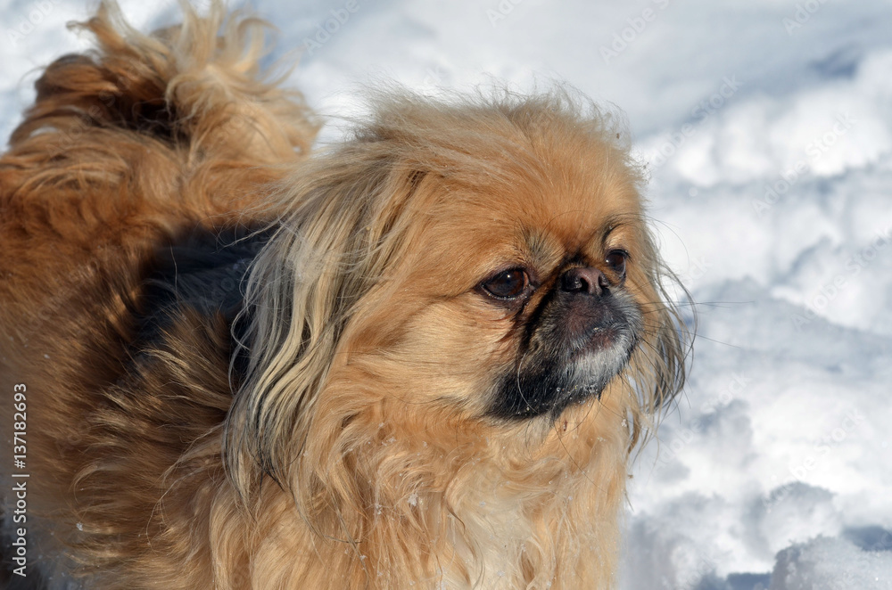 Pekingese dog
Pekingese dog