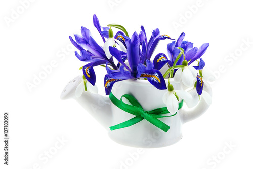 Fototapeta Naklejka Na Ścianę i Meble -  violet iris flower with snowdrop on white isolated