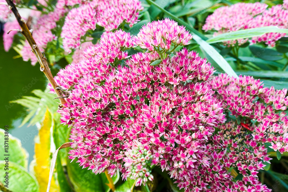 Obraz premium Pink flowers