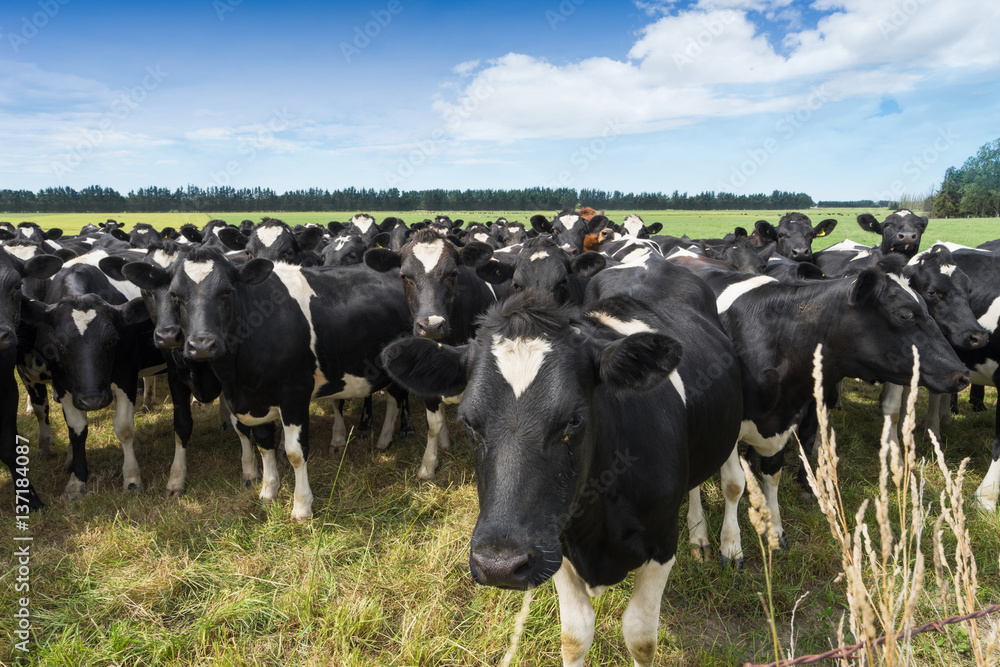 crowded cows in green pasture in blue sky crowded cows in green pasture in blue sky