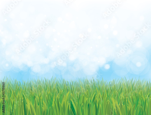 Vector nature background, blue sky and green grass.