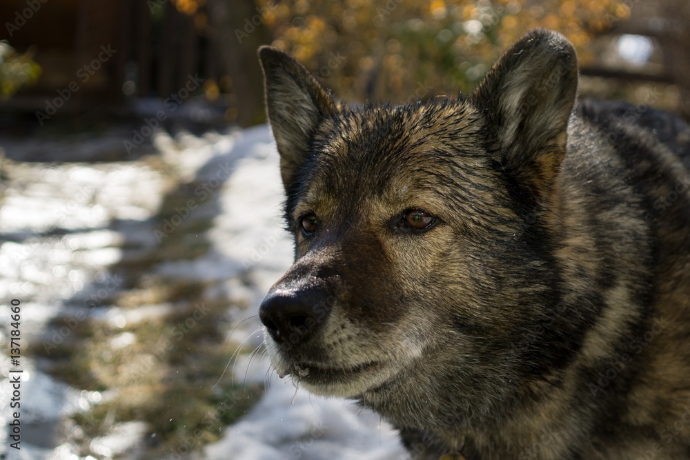 Dog enjoying the snow during winter. Slovakia Dog enjoying the snow during winter. Slovakia