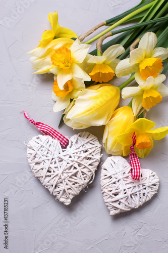 Fototapeta Naklejka Na Ścianę i Meble -  Spring  yellow flowers and two decorative hearts on grey textured background.