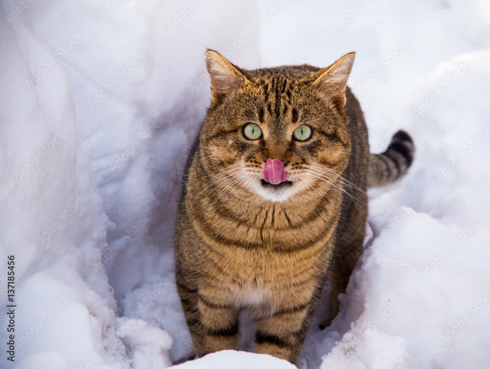 winter striped fat cat in the snow winter striped fat cat in the snow
