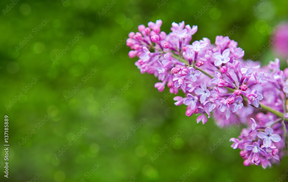 Lilac flowers isolated on green. Lilac flowers isolated on green.