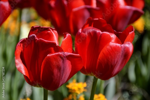 Details from red tulips and leaves