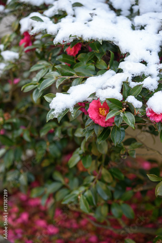 雪とサザンカ