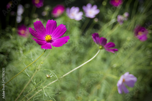 kosmeya flowers on the summer flowerbed with beautiful bokeh and vignette