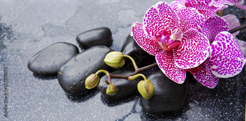 Zen basalt stones and orchid .