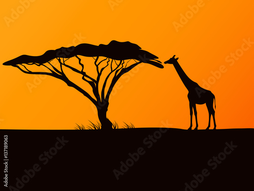 Vector black silhouette of a giraffe and acacia