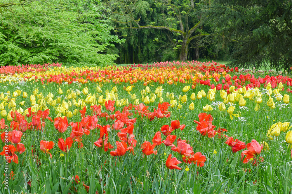 colorful tulip field in the park