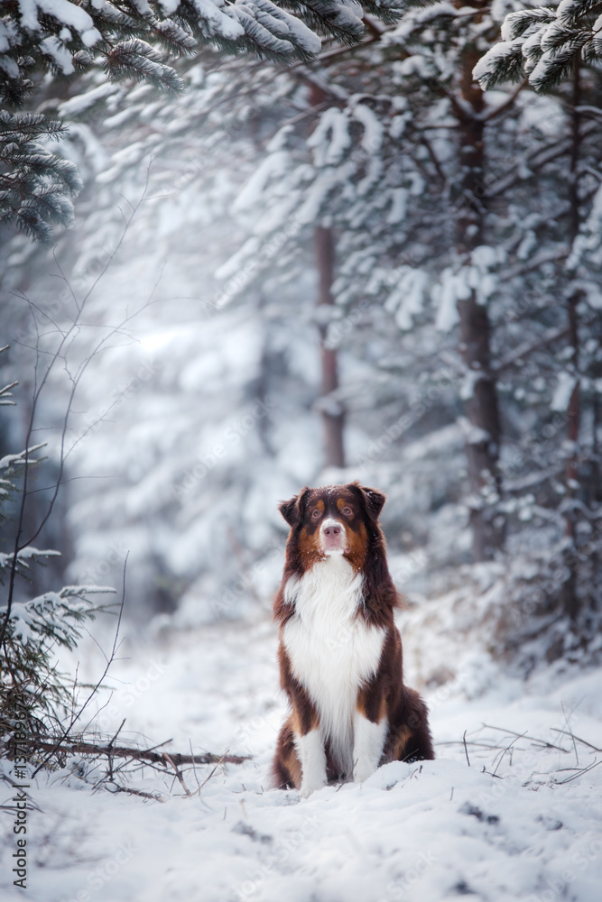 Dog breed Australian Shepherd outdoors in the winter, snow, Dog breed Australian Shepherd outdoors in the winter, snow,