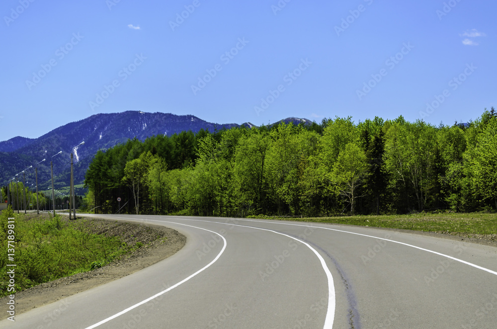 Fototapeta premium road in summer forest