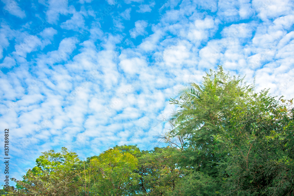 blue sky and fluffy clouds and leaves trees on nature background texture
blue sky and fluffy clouds and leaves trees on nature background texture