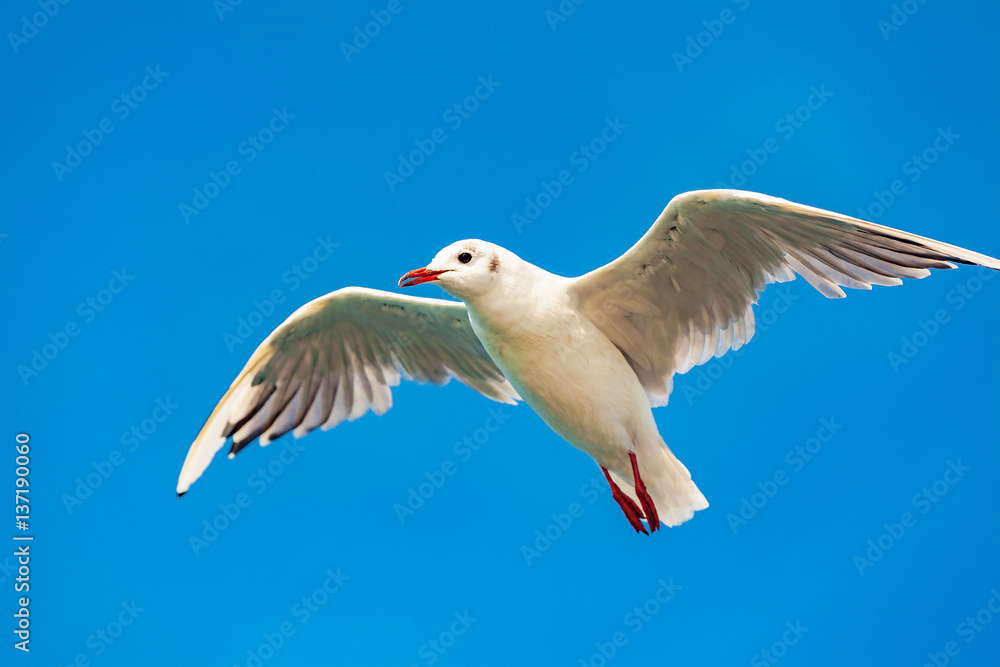 view of a seagull on the sea