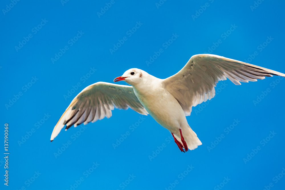 Obraz premium view of a seagull on the sea