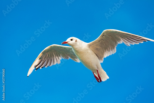 view of a seagull on the sea