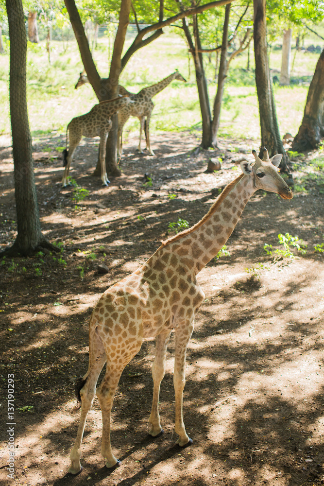 Obraz premium Giraffe South Africa