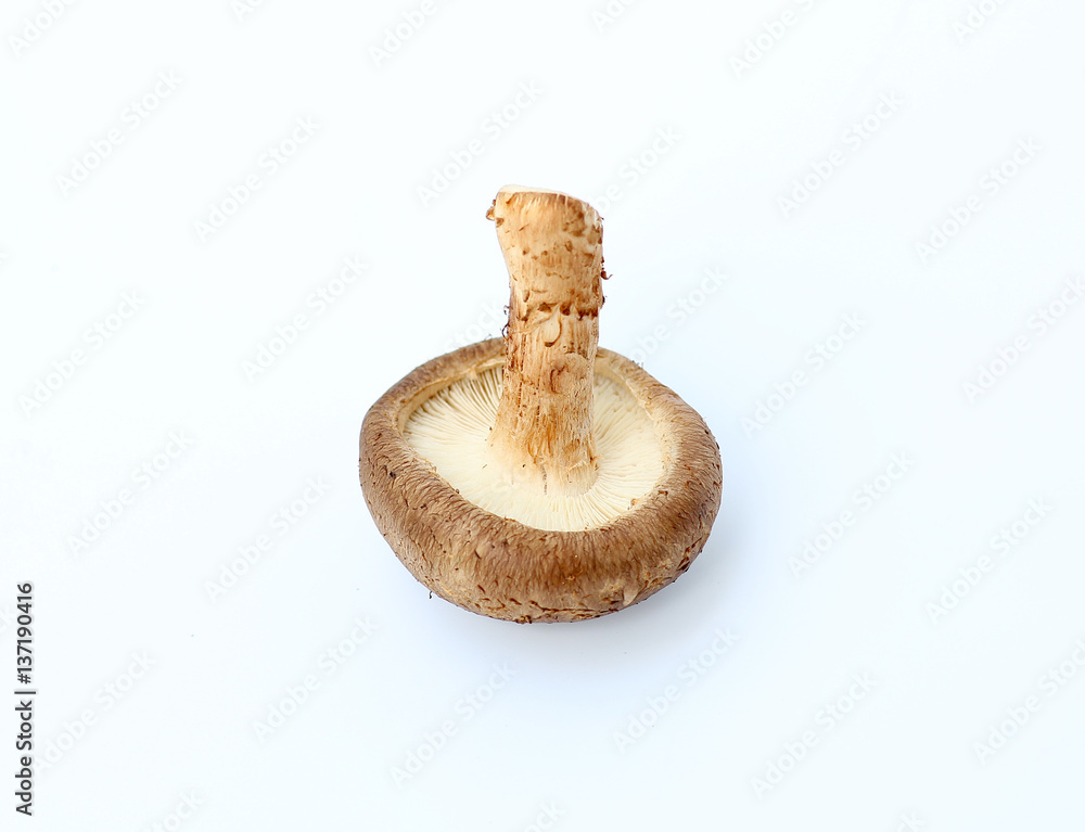 Shiitake mushroom on white background Shiitake mushroom on white background