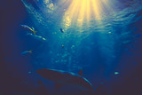 Shark Underwater Photo. Sharks in underwater with sunrays