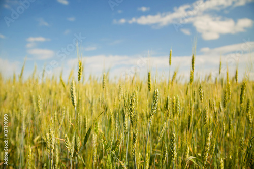 Yellow field of wheat and blue sky  spikelets in the hands of