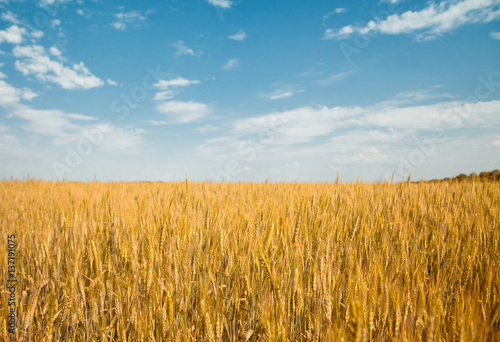 Yellow field of wheat and blue sky