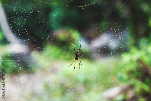 Giant wood spider on spider web after rain and blur