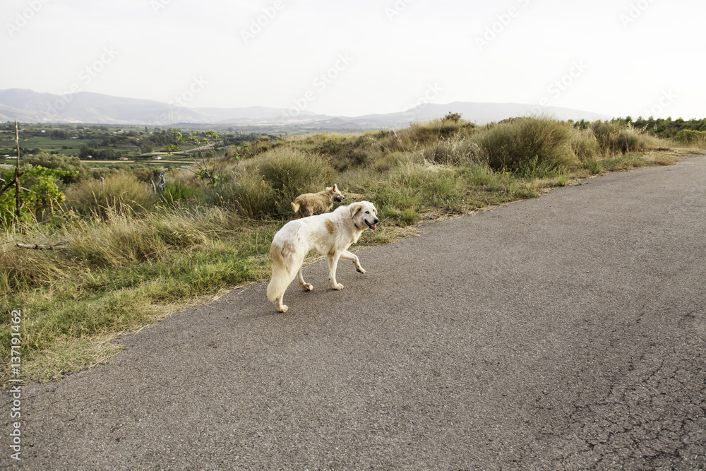 Fototapeta premium Mastiff dog field