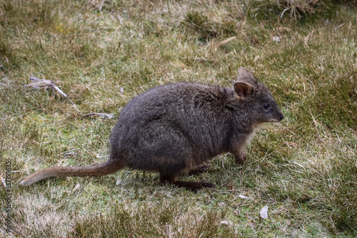 Red bellied wallaby, a small kangaroo, Cradle Mountain NP, Tasmania