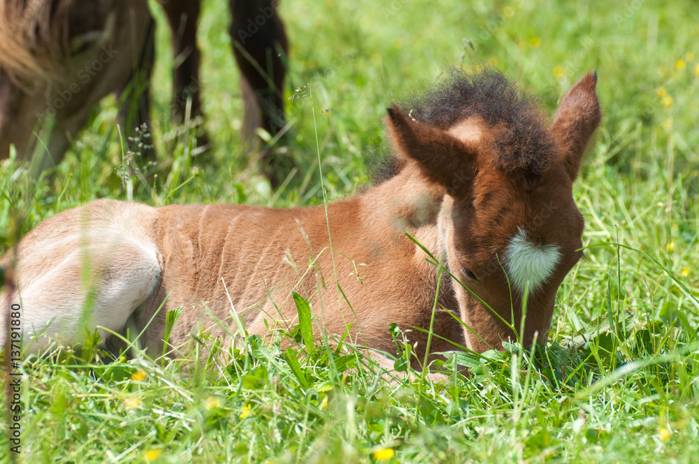 Fohlen mit Herz auf der Stirn liegt im grünen Gras und entspannt sich Fohlen mit Herz auf der Stirn liegt im grünen Gras und entspannt sich