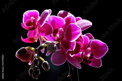 Orchideenpracht
